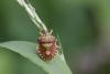 Carpocoris pudicus